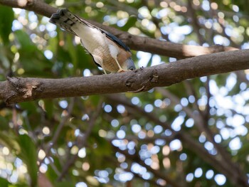 2021年9月23日(木) 三ツ池公園(横浜市鶴見区)の野鳥観察記録