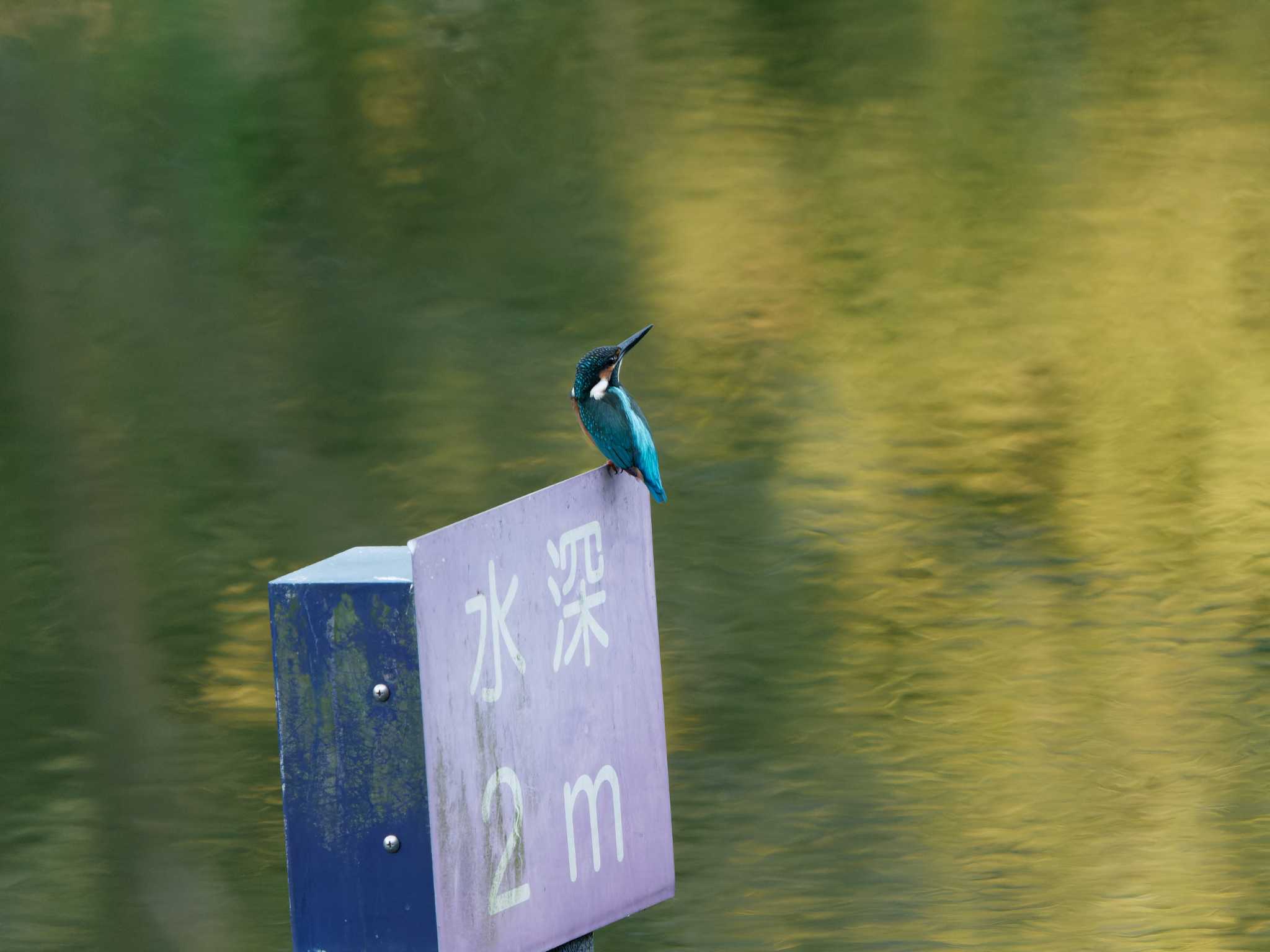 三ツ池公園(横浜市鶴見区) カワセミの写真 by 丁稚