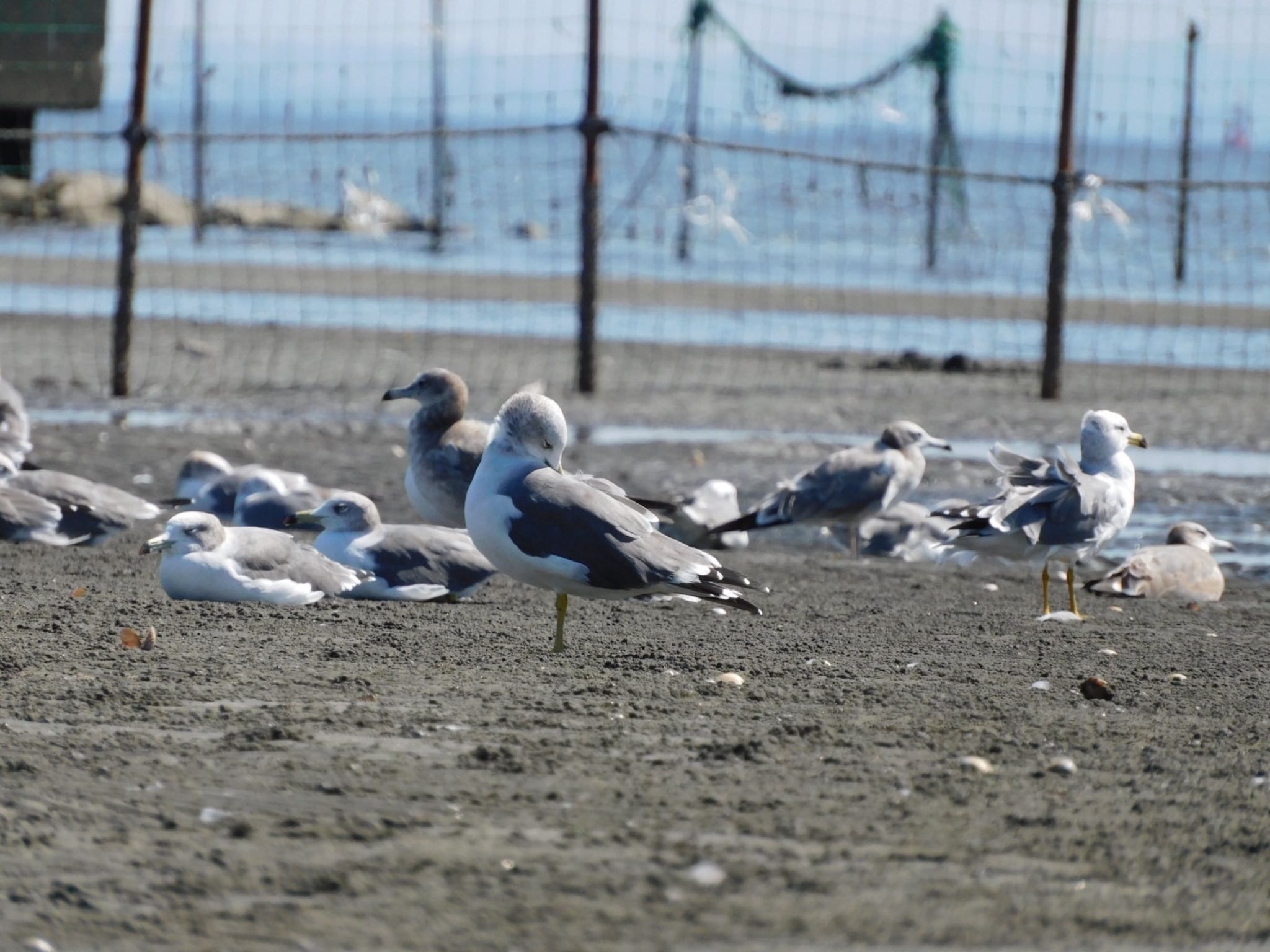 ふなばし三番瀬海浜公園 ウミネコの写真 by ucello