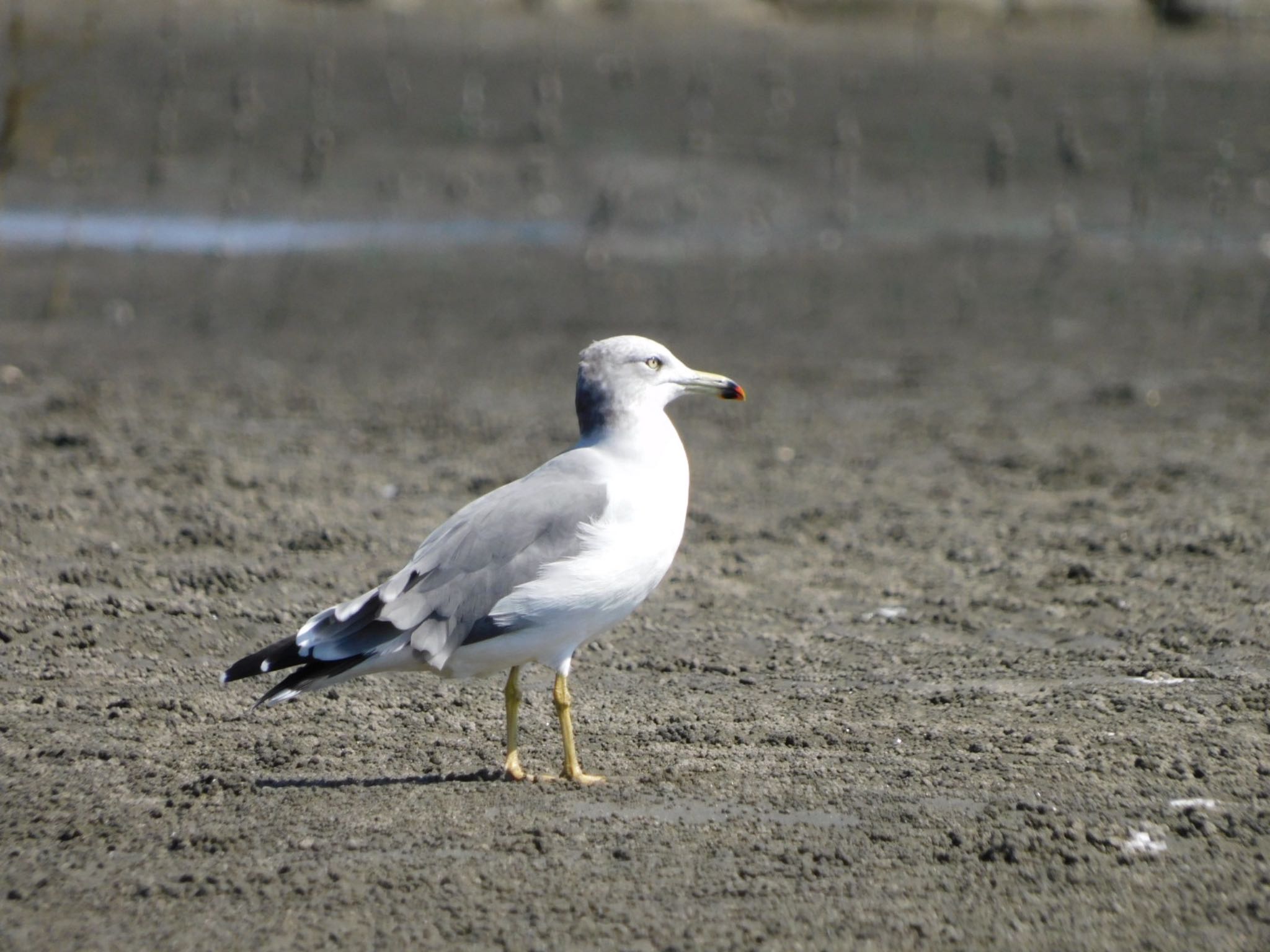 ふなばし三番瀬海浜公園 ウミネコの写真 by ucello