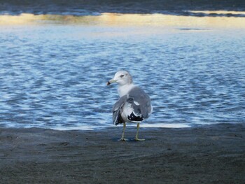 ウミネコ ふなばし三番瀬海浜公園 2021年9月20日(月)