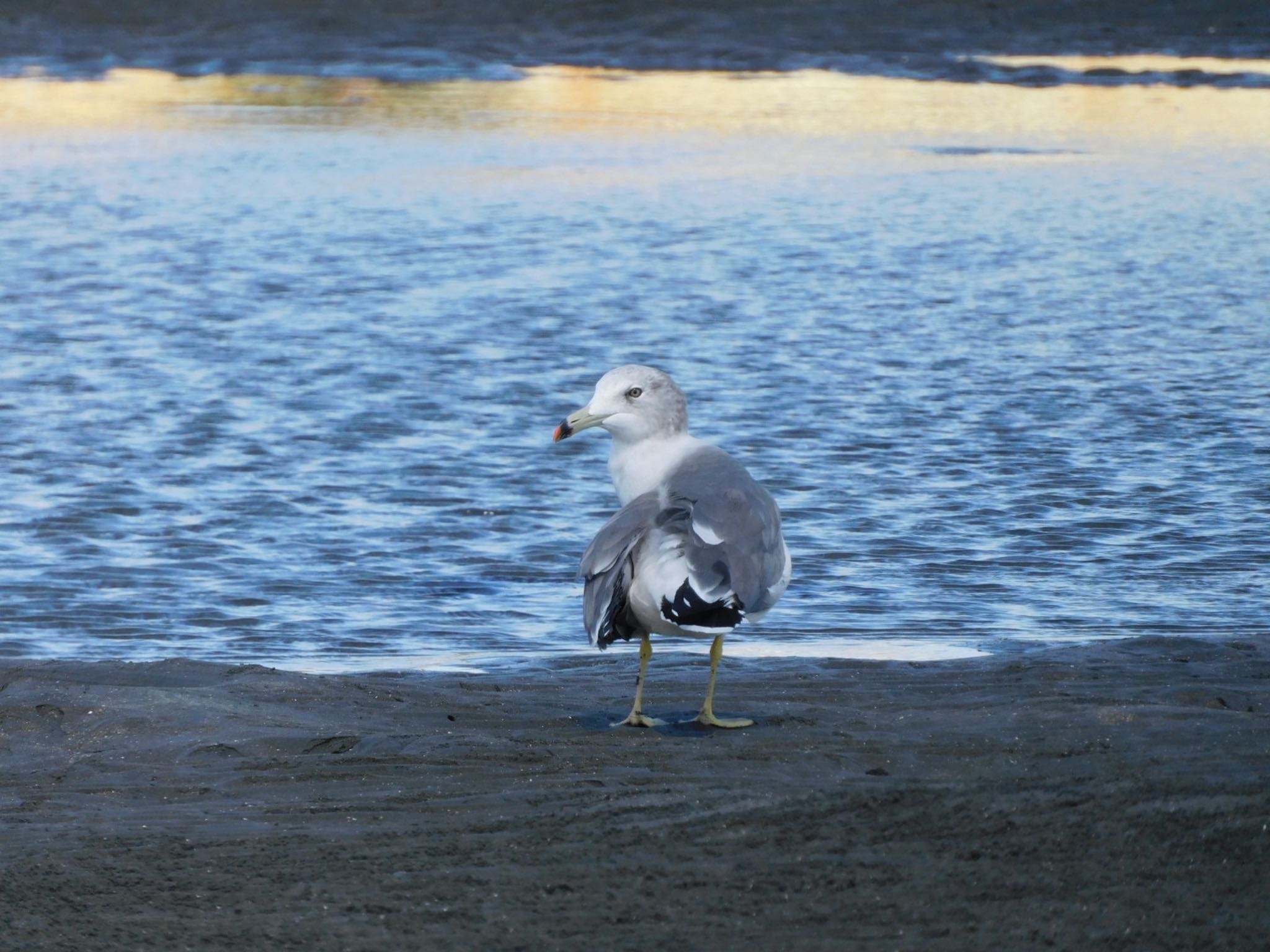 ふなばし三番瀬海浜公園 ウミネコの写真 by ucello