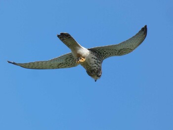 Common Kestrel Yoron Island Fri, 9/24/2021