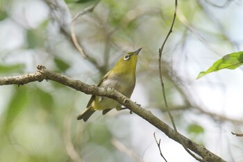 メジロ 三重県上野森林公園 2021年9月24日(金)