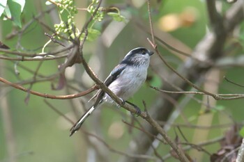 エナガ 三重県上野森林公園 2021年9月24日(金)