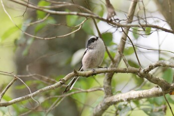 エナガ 三重県上野森林公園 2021年9月24日(金)