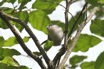 エナガ 三重県上野森林公園 2021年9月24日(金)