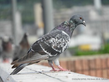 Rock Dove 恩智川治水緑地 Fri, 9/24/2021