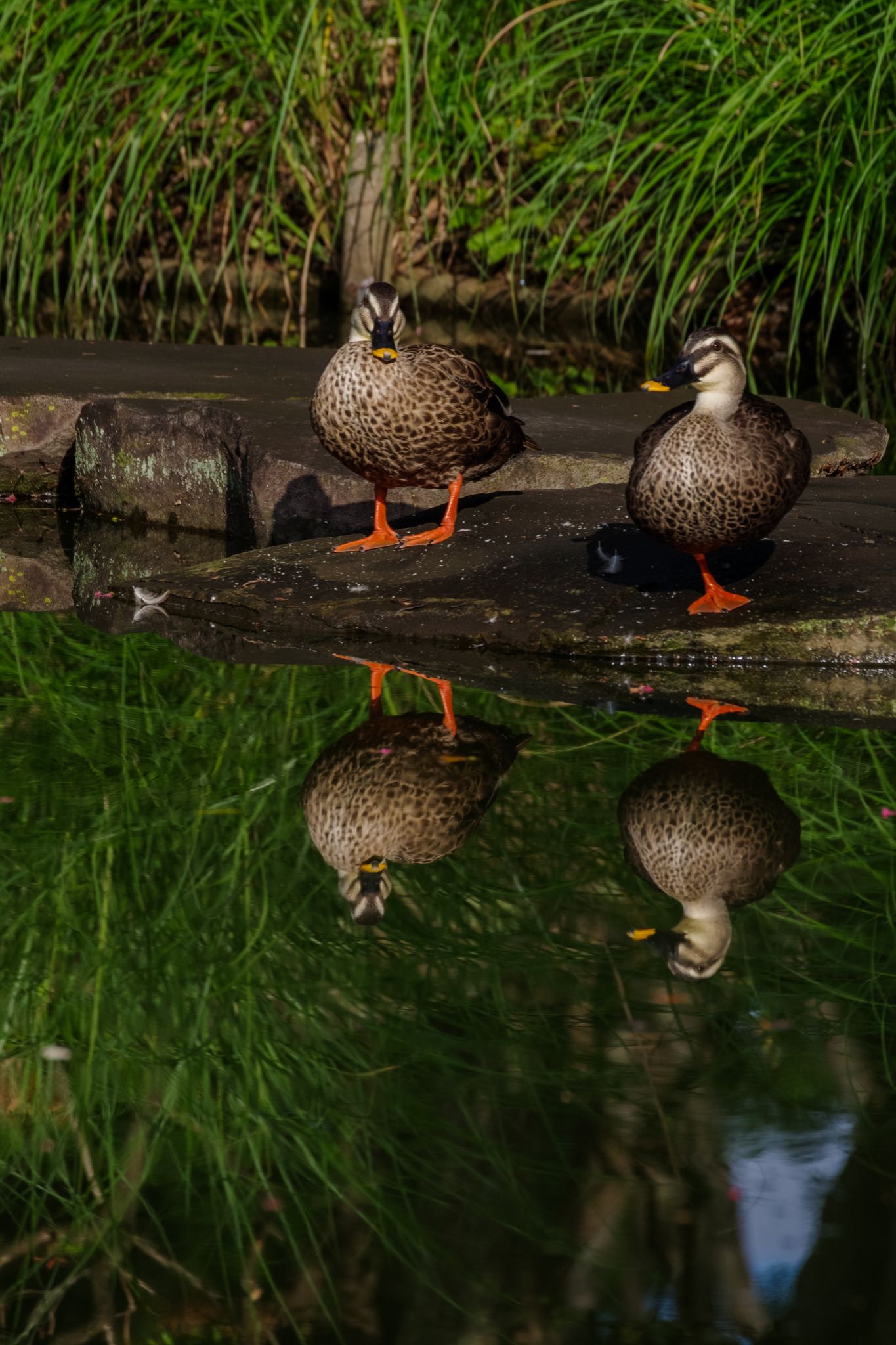 国会前庭 カルガモの写真 by Marco Birds