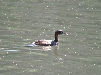 2021年9月24日(金) 東京港野鳥公園の野鳥観察記録