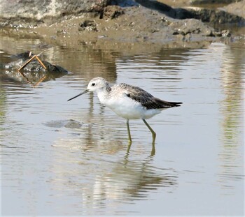 Marsh Sandpiper Daijugarami Higashiyoka Coast Thu, 9/23/2021