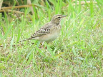 Richard's Pipit Fraser's Hill Unknown Date