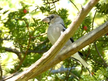 シメ 円山公園 2021年9月24日(金)