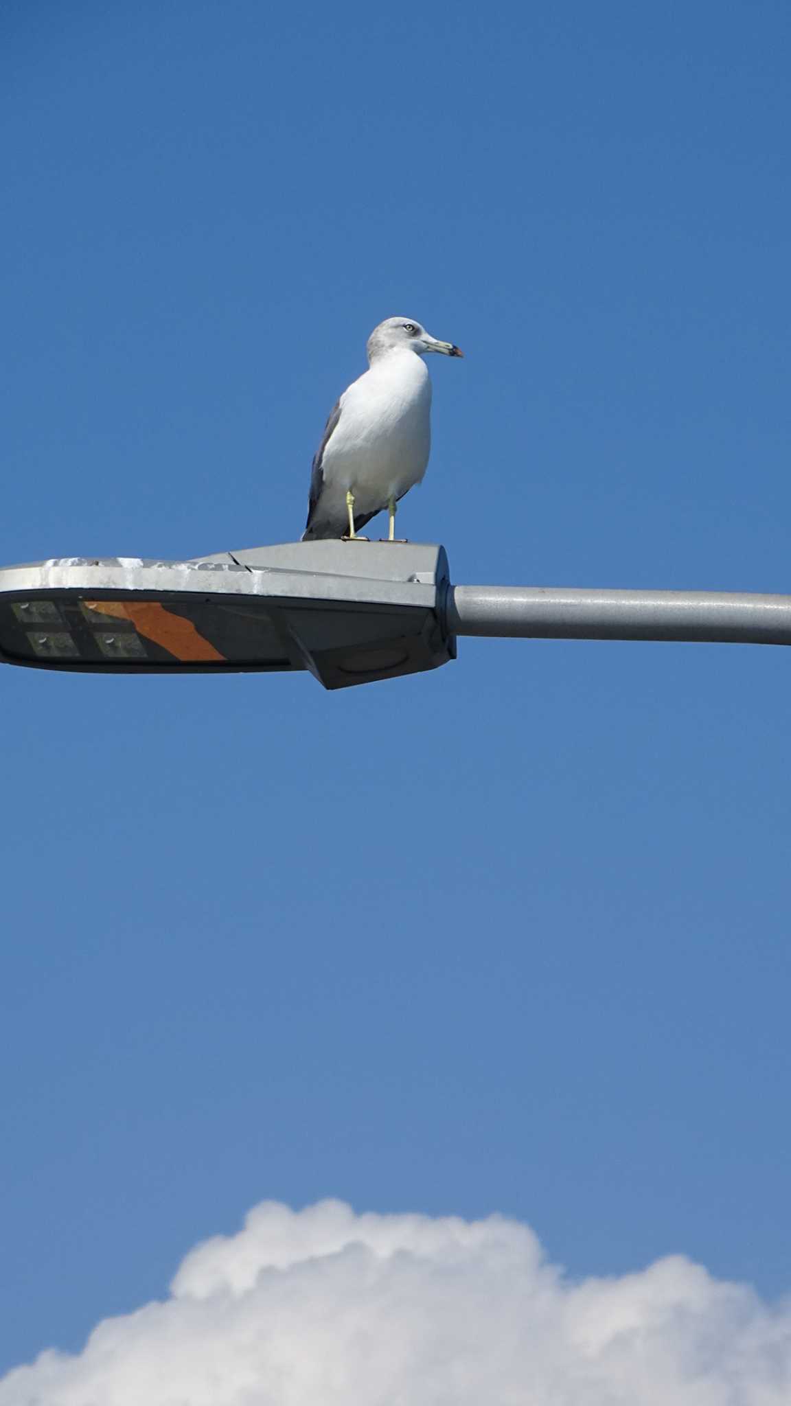 Photo of Common Gull at 城ヶ島公園 by poppo