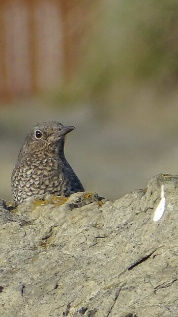 2021年9月24日(金) 城ヶ島公園の野鳥観察記録