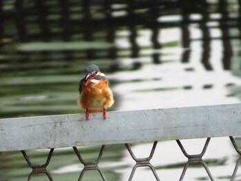 カワセミ 鹿沼公園 2021年9月5日(日)