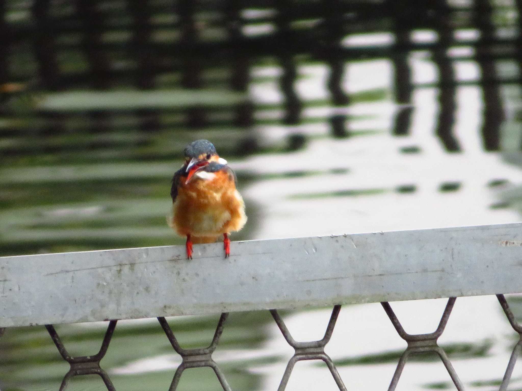 鹿沼公園 カワセミの写真 by 散歩太朗