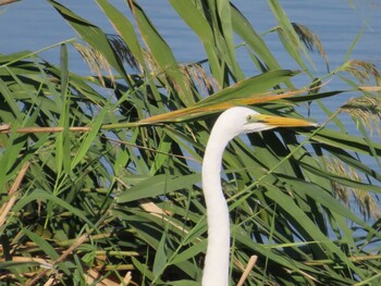 2021年9月24日(金) 山崎川中流域の野鳥観察記録