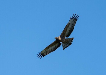 Crested Honey Buzzard Unknown Spots Tue, 9/21/2021