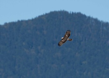 Crested Honey Buzzard Unknown Spots Tue, 9/21/2021