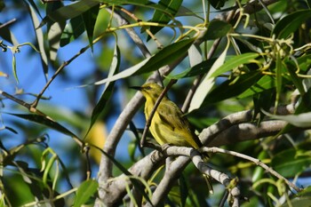 Yellow Honeyeater ケアンズ Sun, 10/20/2019