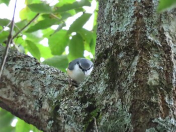 ゴジュウカラ 鳴沢 2021年9月24日(金)