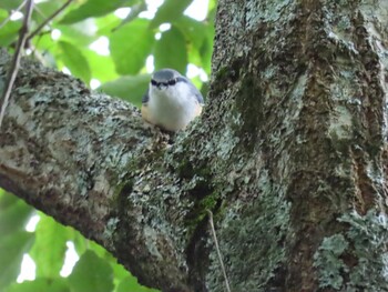 Eurasian Nuthatch 鳴沢 Fri, 9/24/2021