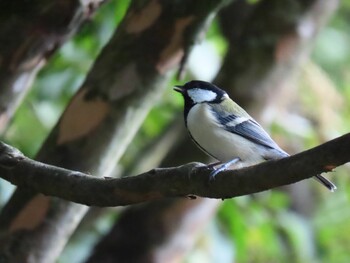 シジュウカラ 鳴沢 2021年9月24日(金)