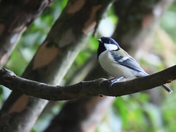 シジュウカラ 鳴沢 2021年9月24日(金)