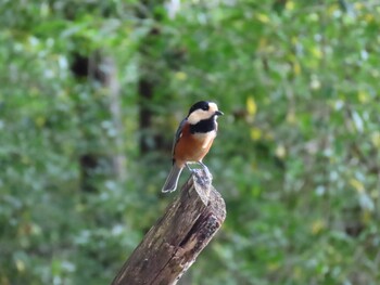 Varied Tit 鳴沢 Fri, 9/24/2021