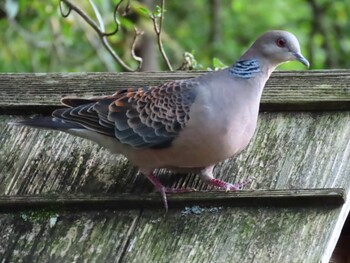 Oriental Turtle Dove 鳴沢 Fri, 9/24/2021