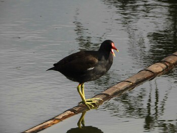 2021年9月24日(金) 千里南公園の野鳥観察記録