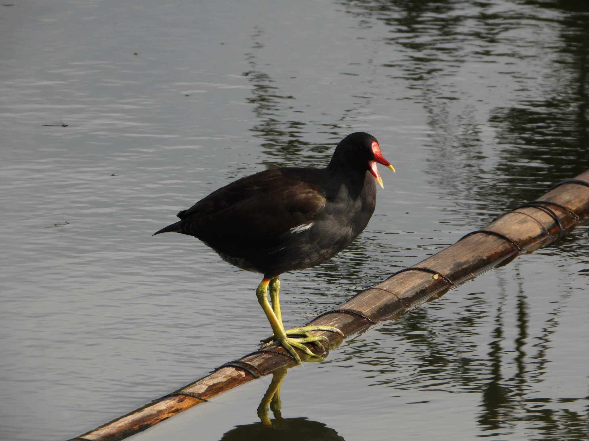 Common Moorhen