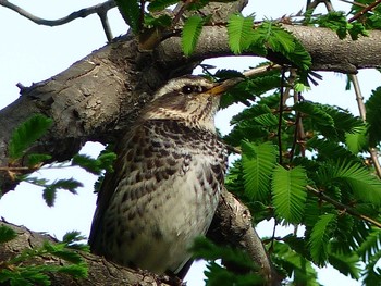 ツグミ 庄内緑地公園 2017年4月22日(土)