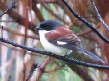 Burmese Shrike Cat Tien National Park Unknown Date