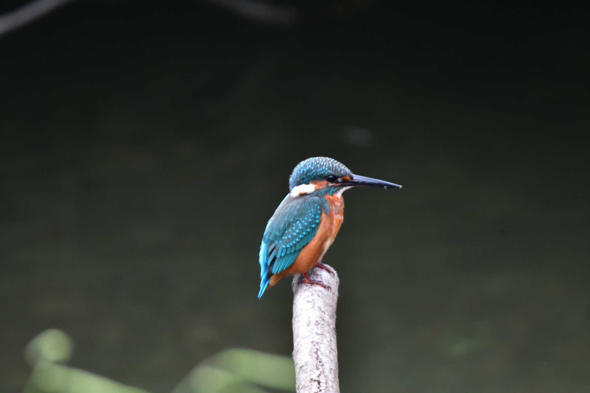 長浜公園 カワセミの写真 by やなさん