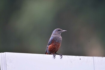 2021年9月25日(土) 長浜公園の野鳥観察記録