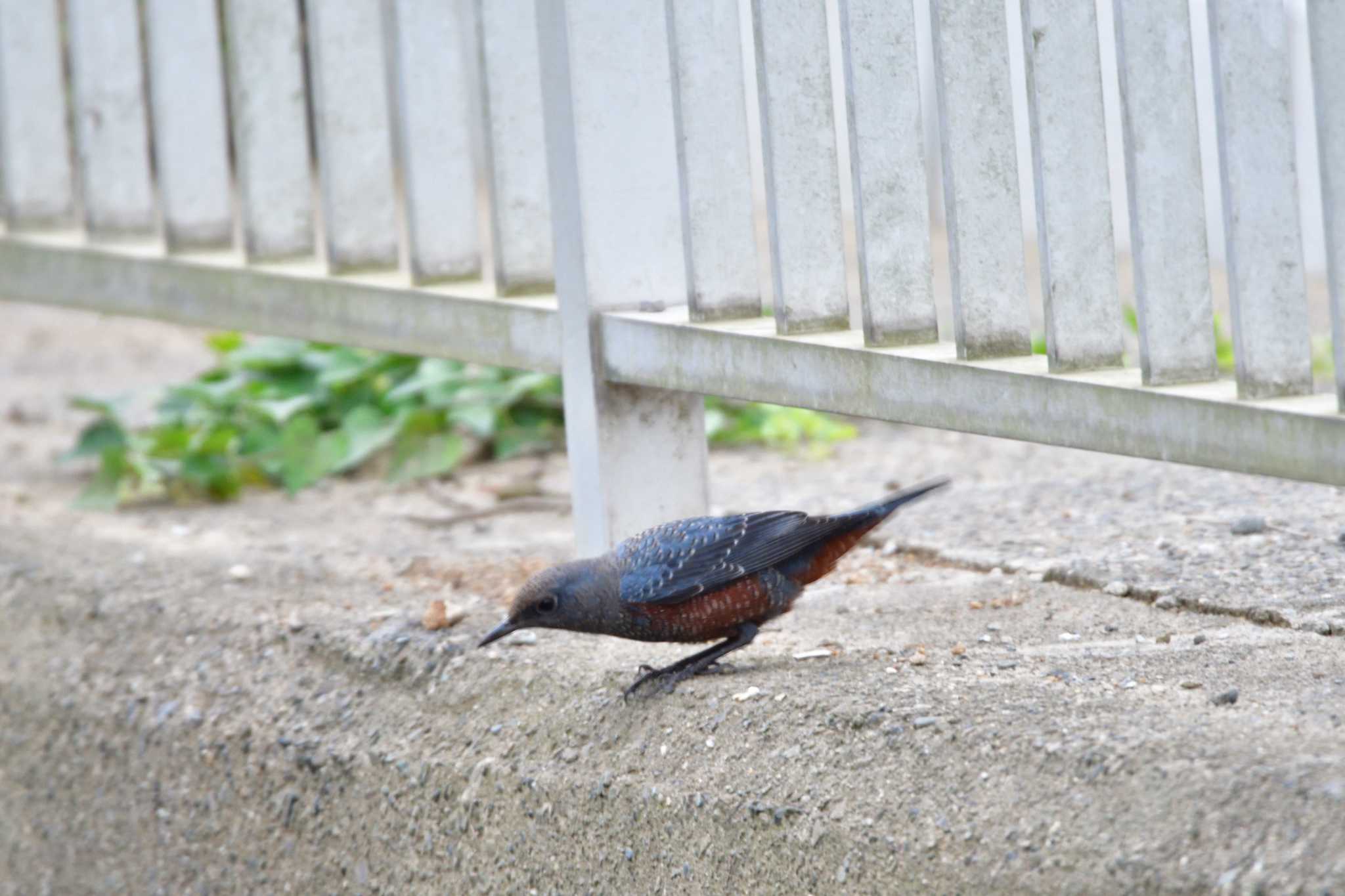 長浜公園 イソヒヨドリの写真 by やなさん