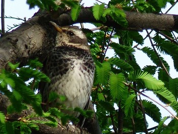 ツグミ 庄内緑地公園 2017年4月22日(土)