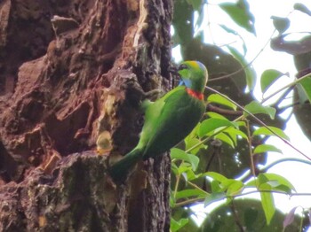 Yellow-crowned Barbet