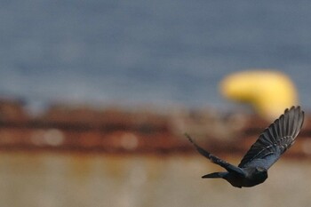 Blue Rock Thrush 城南島海浜公園 Fri, 9/24/2021