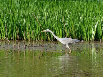 Grey Heron 庄内緑地公園 Sat, 4/22/2017