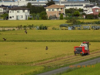 トビ 埼玉県鴻巣市吹上　パノラマ公園 2021年9月19日(日)