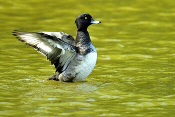 Tufted Duck 月寒公園 Sat, 9/25/2021