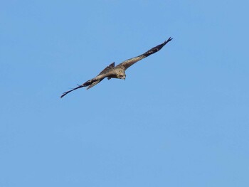 Black Kite 埼玉県鴻巣市吹上　パノラマ公園 Sun, 9/19/2021