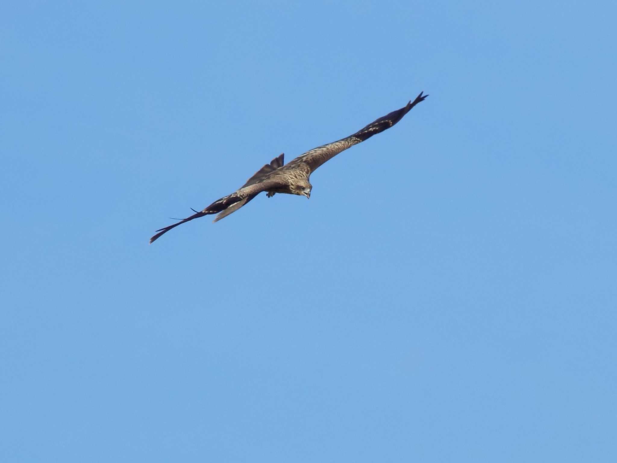 Photo of Black Kite at 埼玉県鴻巣市吹上　パノラマ公園 by 近所で鳥見