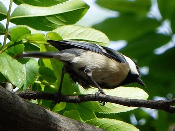 Japanese Tit 庄内緑地公園 Sat, 4/22/2017