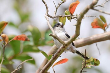 2021年9月18日(土) 手賀沼の野鳥観察記録