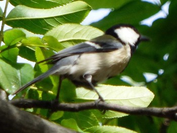 シジュウカラ 庄内緑地公園 2017年4月22日(土)