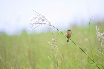 2021年9月25日(土) 狭山湖の野鳥観察記録